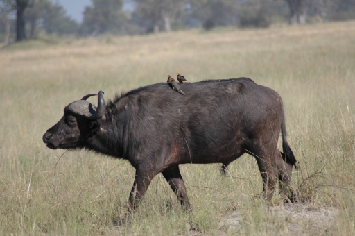 Water buffalo 